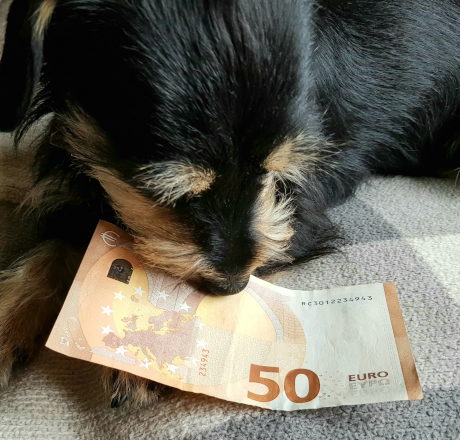 Hund untersucht Geldschein