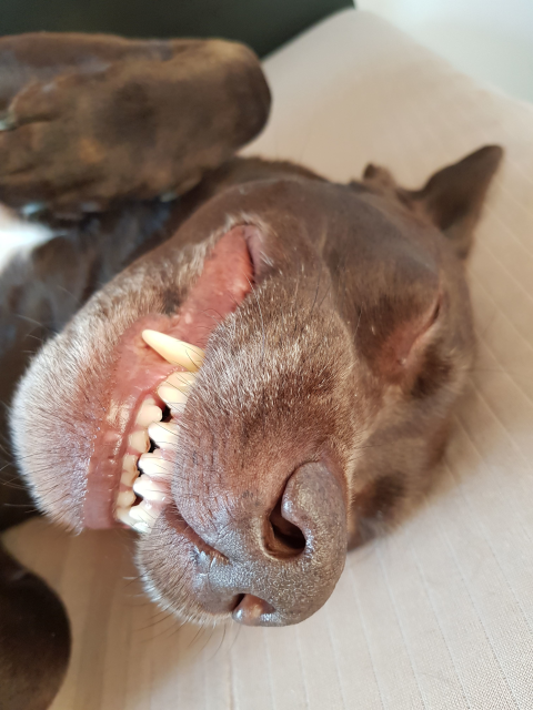 lachender Hund zeigt Zähne