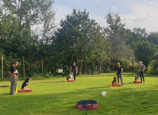 Gruppe übt auf dem Hundeplatz